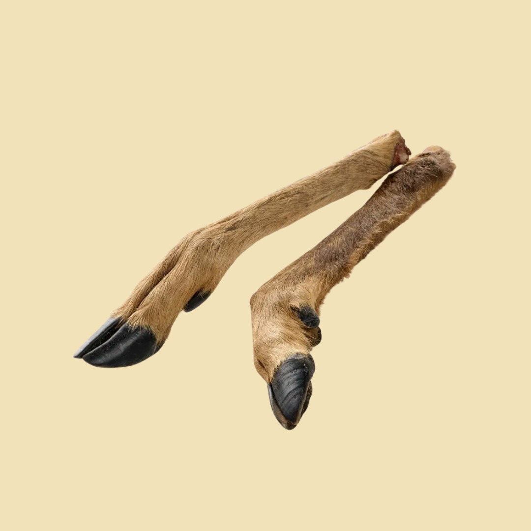 Patte de cerf (poils)