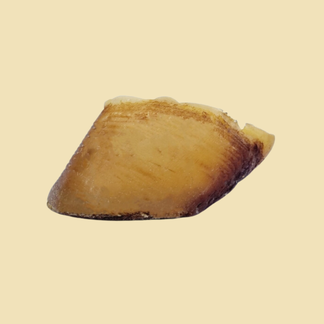 Sabot de veau pour chien