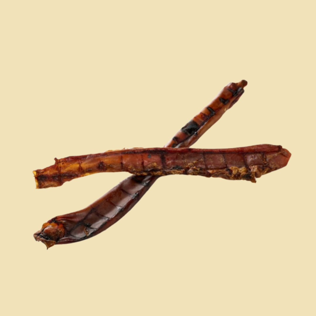 Aorte de Cheval