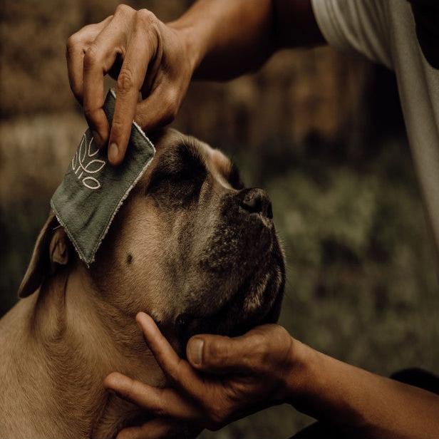 Reinigingslotion voor honden en katten/Nellumbo