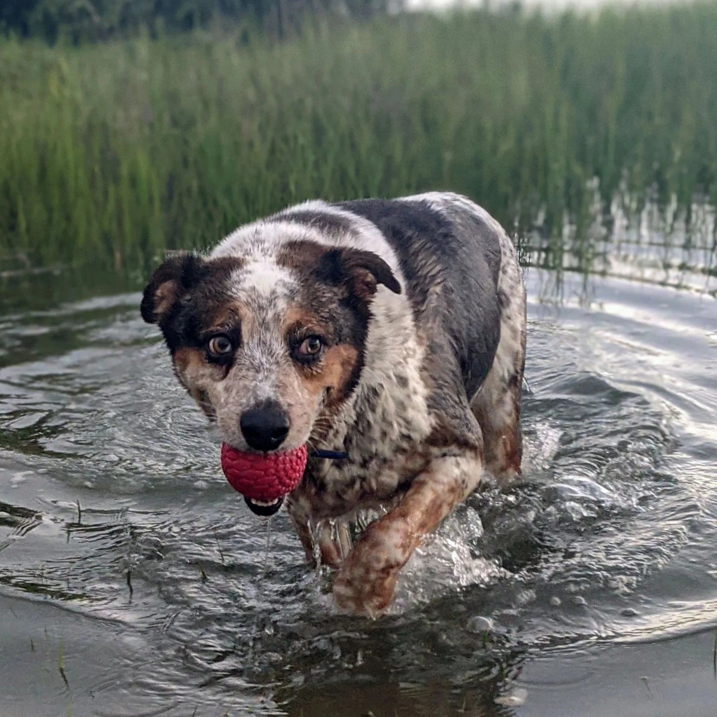 Jeu d'eau - Squeaker Ball