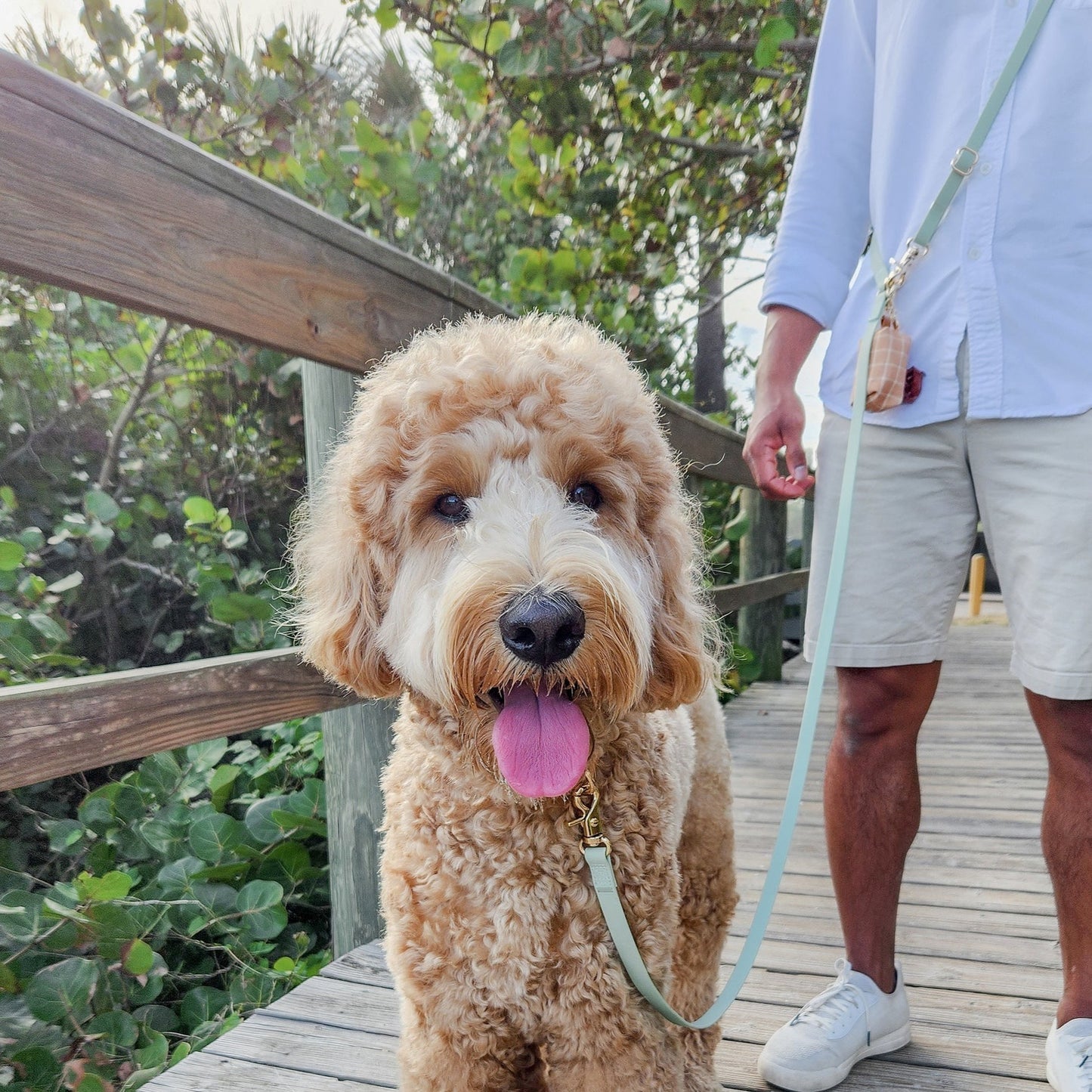 Laisse pour chien 4-en-1 mains libres imperméable - 6 couleurs